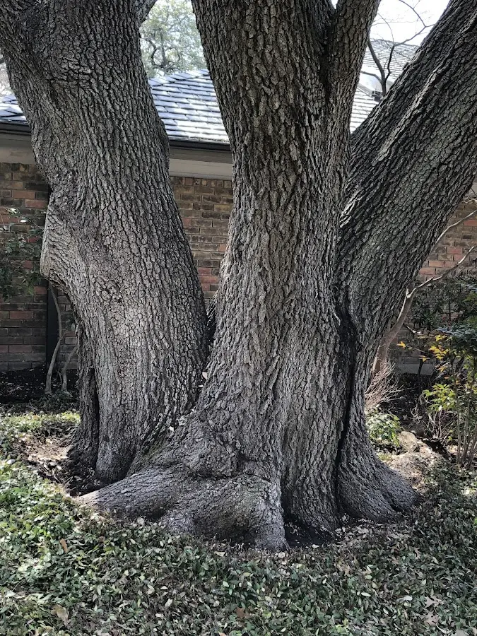 Mature heritage tree close to a Stoneboro property cared for by certified arborists